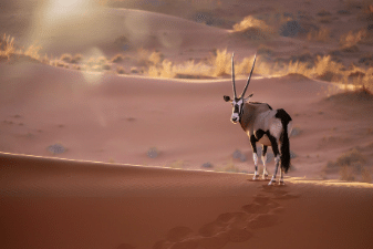 Wildlife in Namibia