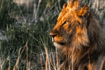 Lion in Namibia