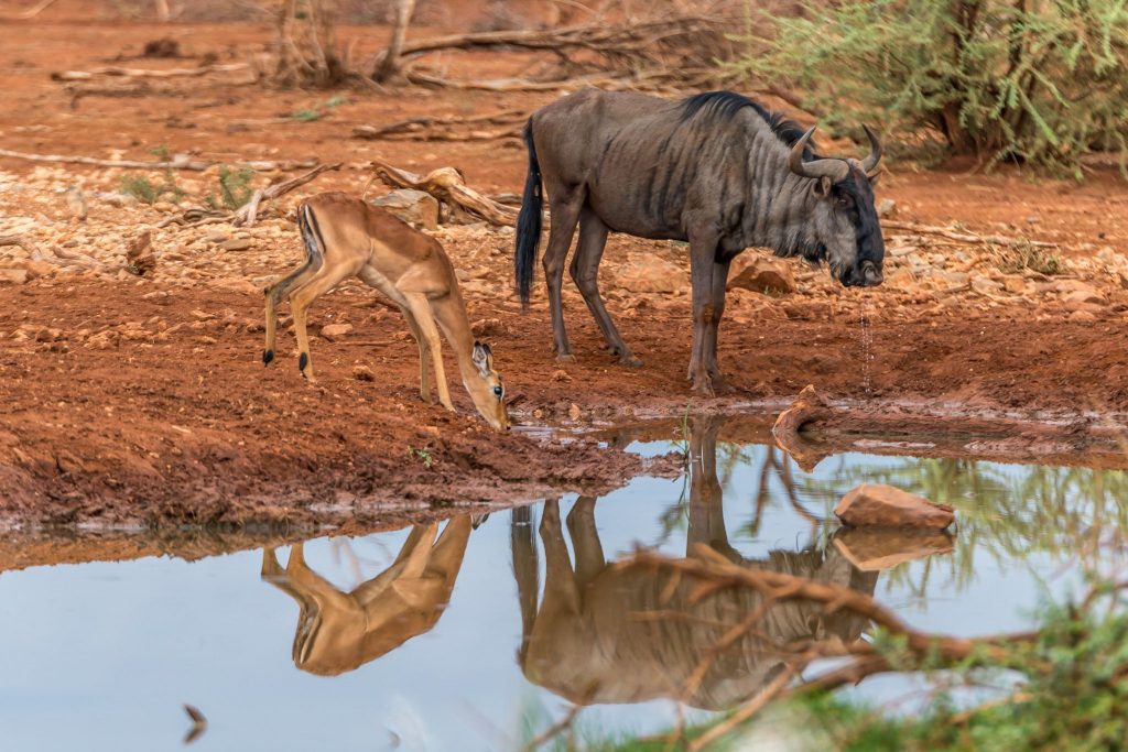 Amazing wildlife in Namibia